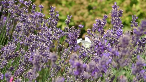 bumblebee flying and sitting on the blossom of a purple lavender bush, harvesting and pollen