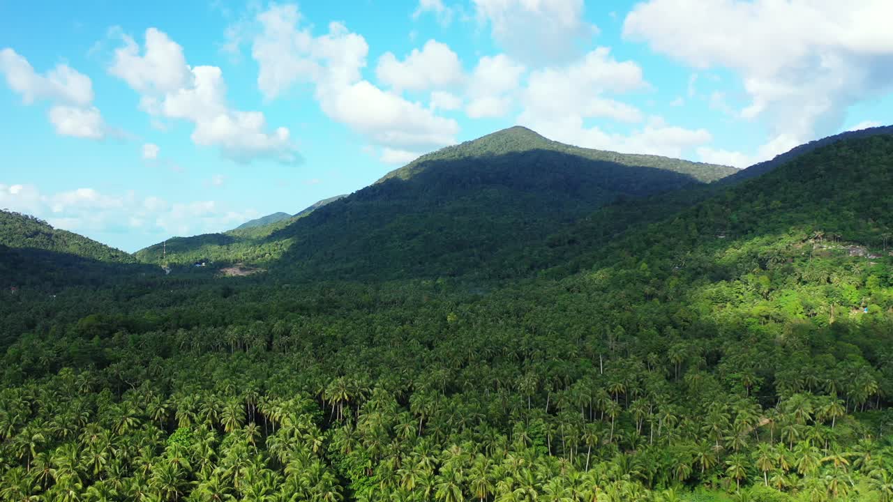 Green foliage texture with palm trees forest on slopes of hills under bright blue sky with white clouds in Vietnam