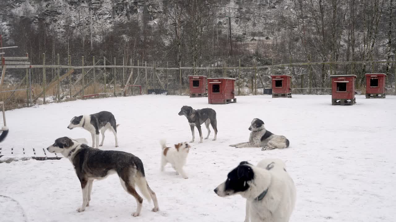 Gruppe med huskyer som går og hviler i snødekt innhegning med hundehus under snøfall