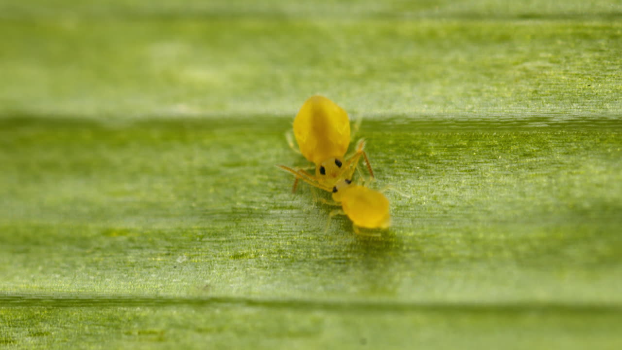 Globular springtails (family Sminthuridae) engaged in mating courtship dance. Tiny hexapods on leaf, macro view