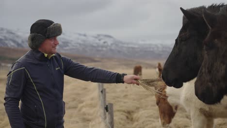 tourist feed icelandic horse with yellow grass, mountains in background