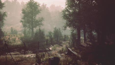 misty forest path
