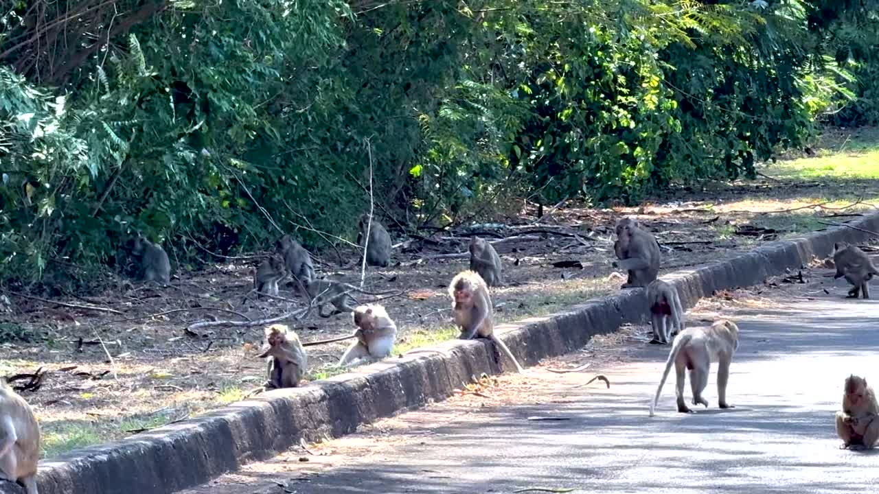 A group of monkeys walks and interacts on a sunlit forest path, surrounded by lush greenery.