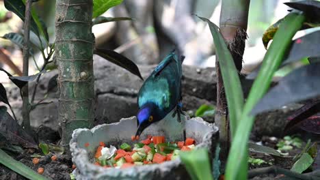 A-Purple-starling-eats-food-in-the-indoor-rainforest-in-Dubai,-United-Arab-Emirates