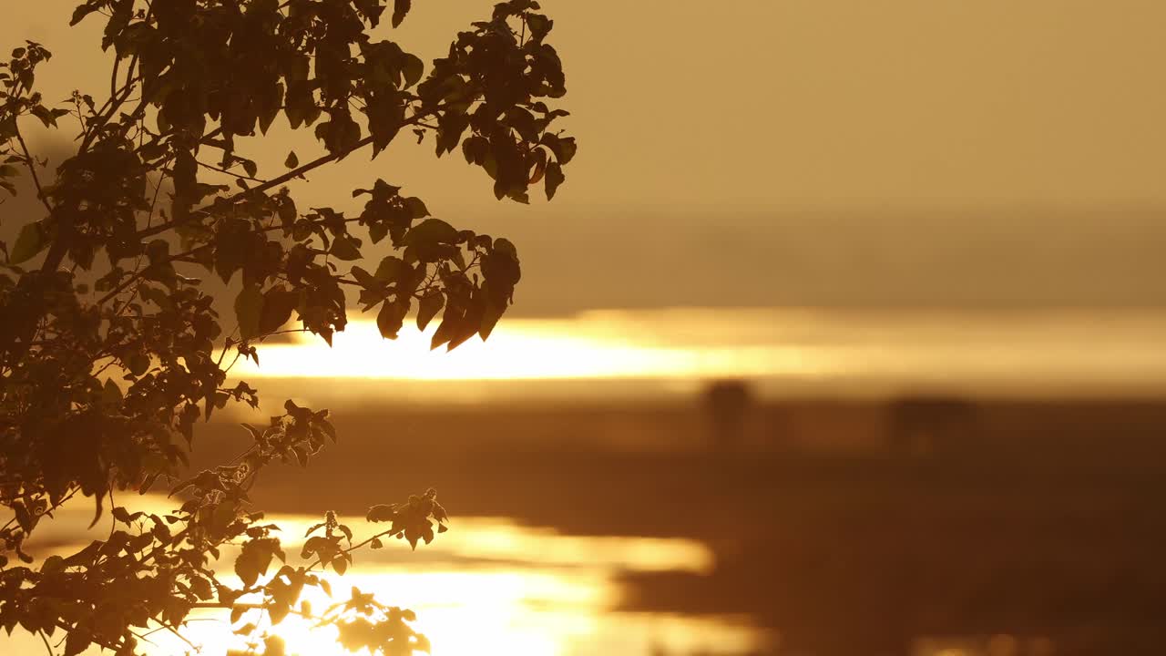 from leaves to a herd of African elephants feeding along the river during sunset, Mana Pools.