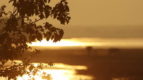 from leaves to a herd of african elephants feeding along the river during sunset, mana pools.