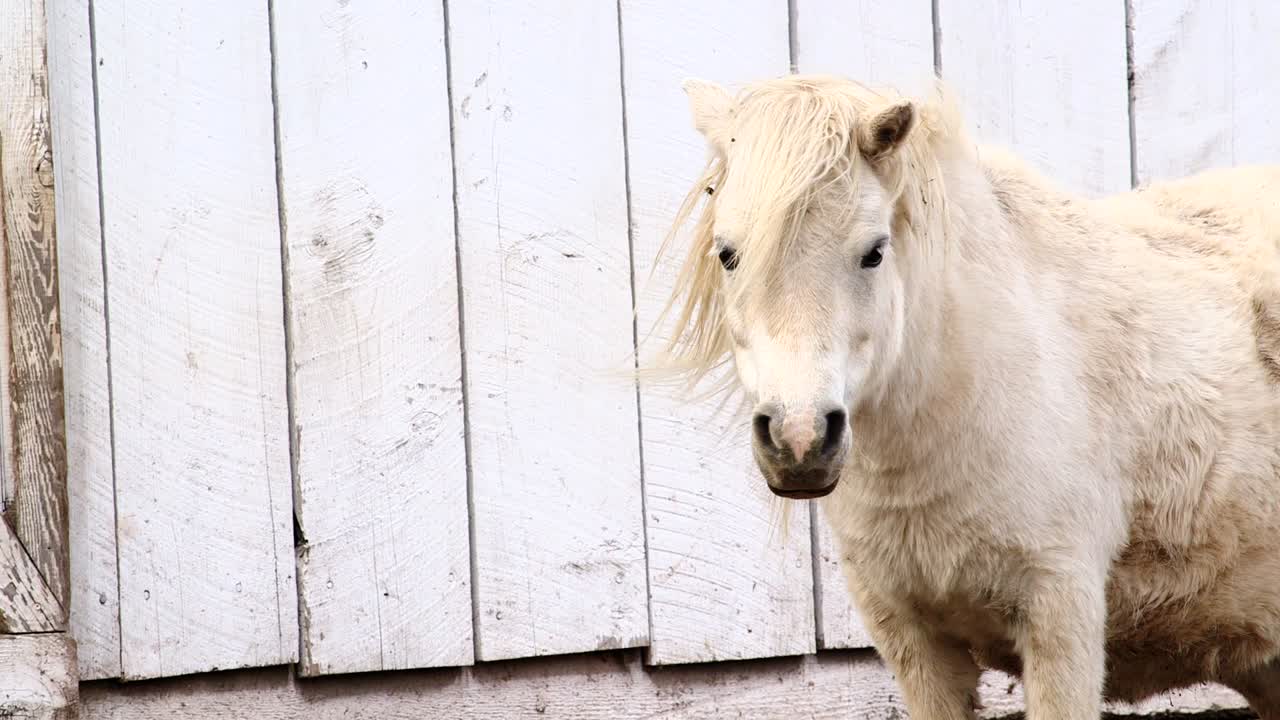 caballo blanco en miniatura se encuentra frente a la valla de tabla blanca rústica con una melena larga soplando en el viento