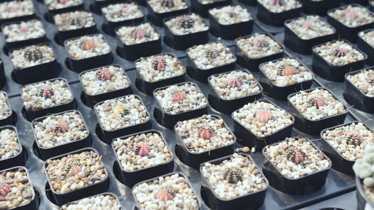 물에 앉아 있는 작은 화분 안에 있는 많은 작은 선인장 식물, 슬라이더 샷