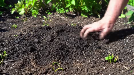 A Close-Up of Hands Tending to Soil as Seeds are Planted in a Garden Bed, Highlighting the Connection Between Human Effort and Nature's Growth Process