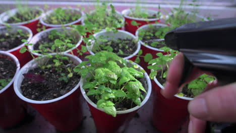 Spraying-Water-On-Herbs-In-Plastic-Cups