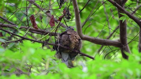 this short-billed brown-dove with its fledglings is an endemic bird found in the philippines and particularly in mindanao where it is considered to be common