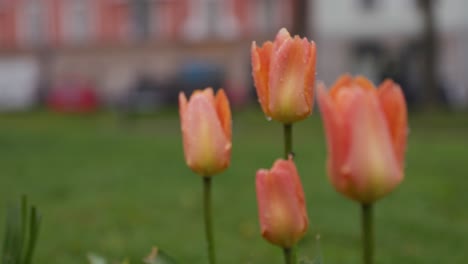 tulip flowers moving in the wind