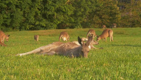 australian kangaroos grazing on the lush green grass on a sunny summer day - eastern grey kangaroo basking in the sun - gold coast, qld, australia