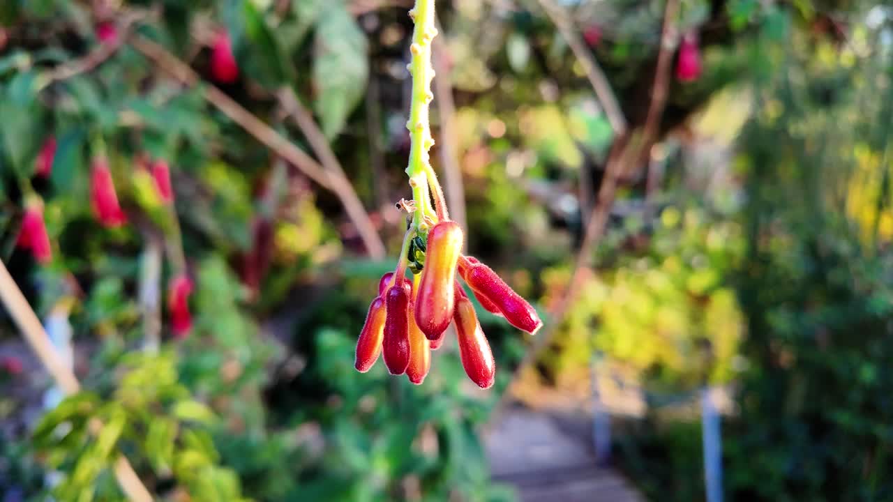 Primo piano estremo e dettagliato di un vibrante fiore tubolare rosso pendente da un delicato stelo verde, con uno sfondo sfocato di un giardino illuminato dal sole.