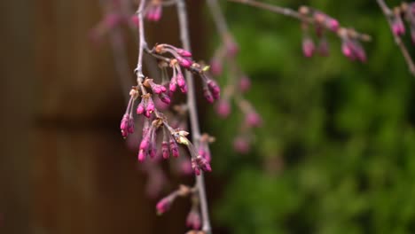 japanese weeping cherry blossom tree budding in spring