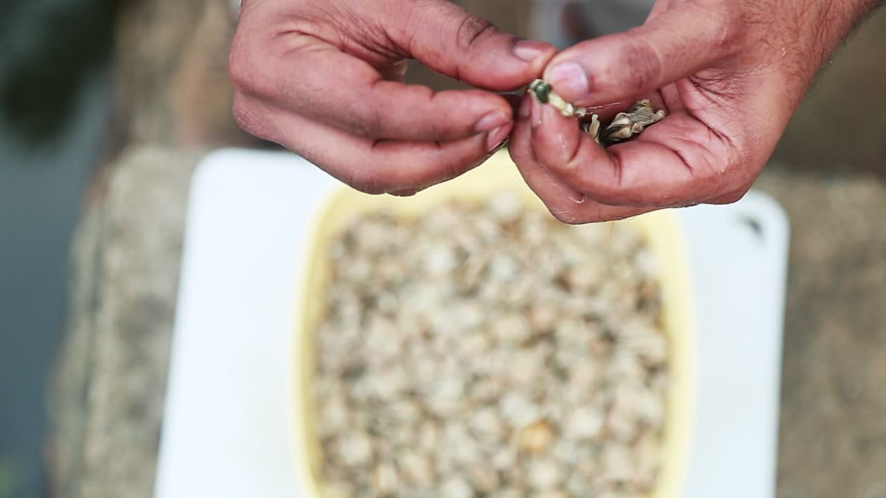 ⁇ 은 손으로 고기 내부에서 제거됩니다 , 검은 조개 고기 , 야외 요리 비디오