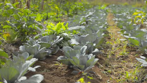 Rows-of-red-cabbage-plants-ripe-for-harvest-in-a-vegetable-field