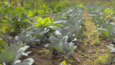 filas de plantas de repollo rojo maduras para la cosecha en un campo vegetal