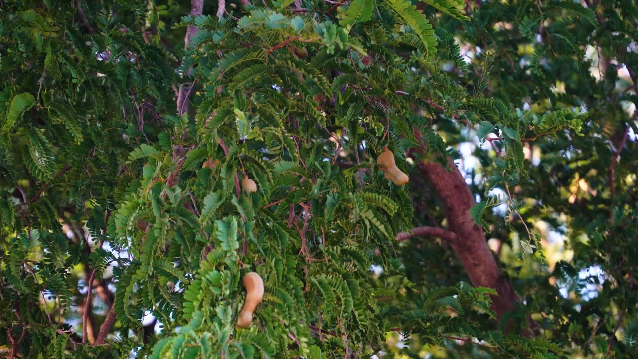 Close up on tamarind tree with ripe fruit pods