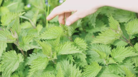 human hand gently touching fresh nettle leaves