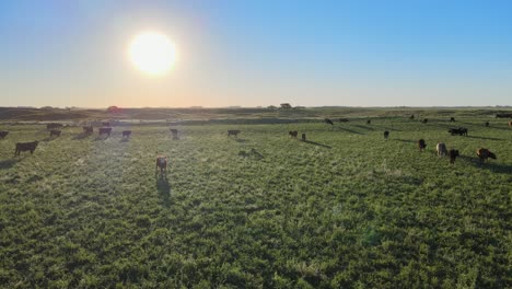 Drohnenflug-über-Das-Gemäßigte-Grasland-Mit-Verschiedenen-Rinderarten,-Die-Bei-Hellem-Tageslicht-Auf-Den-Grasebenen-Grasen,-In-Der-Ländlichen-Landschaft-Von-La-Pampa