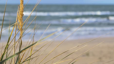 idyllic view of empty baltic sea coastline, dry dead grass in foreground, steep seashore dunes damaged by waves, white sand beach, coastal erosion, climate changes, closeup