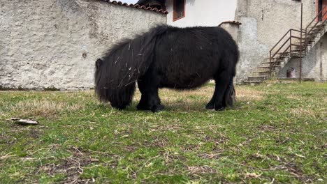 enfoque de un pony negro con discapacidad comiendo hierba al aire libre