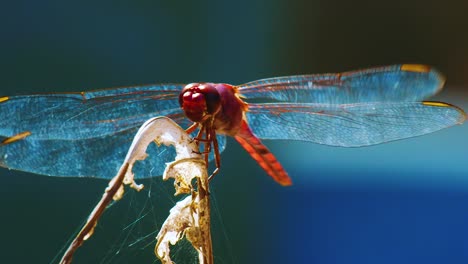 a beautiful red dragon fly resting on a dried plant stem - close up