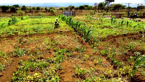 rural agricultural farms in kenya