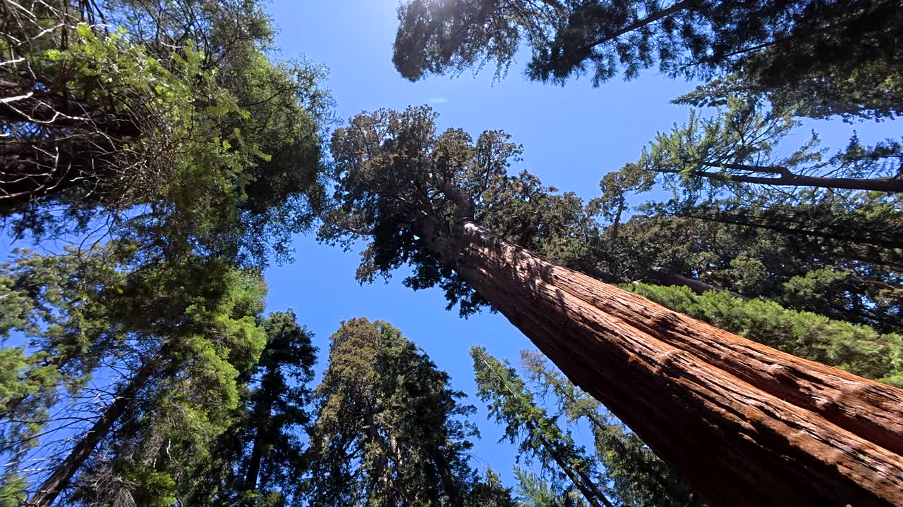 Guardando in alto verso maestosi alberi di sequoia gigante in una foresta