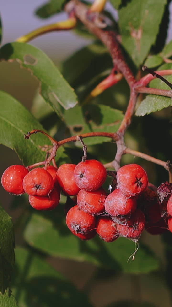 CU shot, slow motion: sorb tree branch with green leaves and red ashberry bunch on blurred background at sunlight in autumn forest extreme closeup