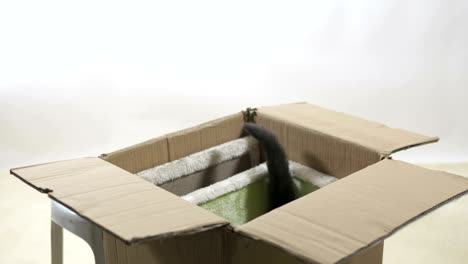 feliz gato gris dentro de la caja de un nuevo árbol de gato moviendo amistosamente su cola levantada