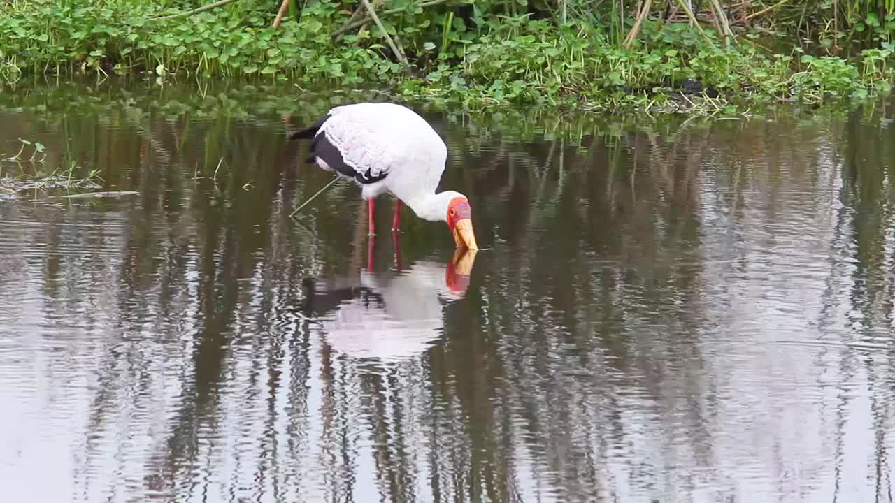 una grulla coronada gris explora un abrevadero en busca de comida en el serengeti, tanzania, áfrica