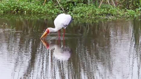 A-grey-crowned-crane-scans-a-watering-hole-for-food-on-the-Serengeti-Tanzania-Africa