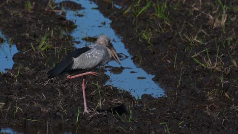 asian openbill, anastomus oscitans