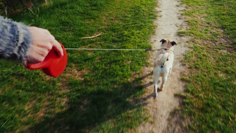 una mujer excava un perro - un pug favorito. caminando en el bosque o parque a lo largo del camino el perro corre con una correa. steadicam pov video