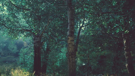 Bosque-De-Ensueño-Oscuro-Con-Niebla