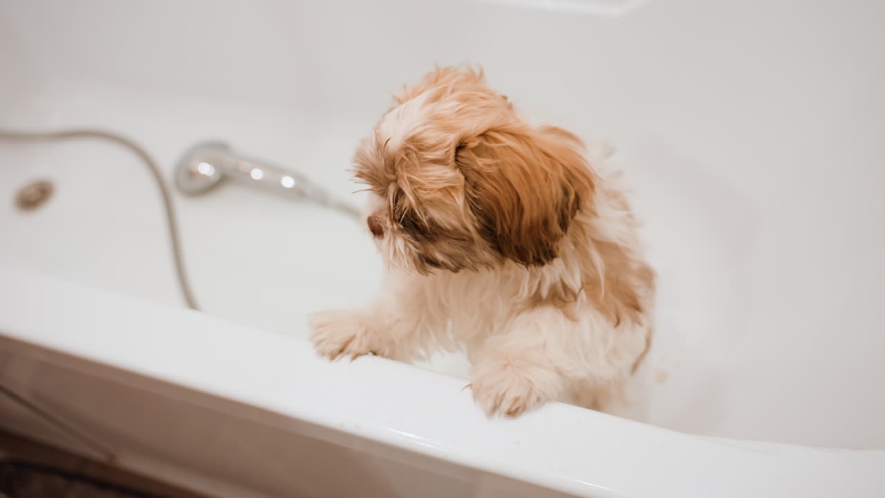 Small Fluffy Puppy In Bathtub Peeking Over Rim, Paws Gripping Edge, Slightly Damp Fur, Bright Tiled Bathroom, Quiet Morning Routine, White Owner Nearby Offering Comfort, Gentle Natural Light, Intimate