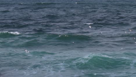 Gaviota-Volando-Bajo-Sobre-Las-Olas-Cerca-De-La-Costa-Del-Mar-Negro-1