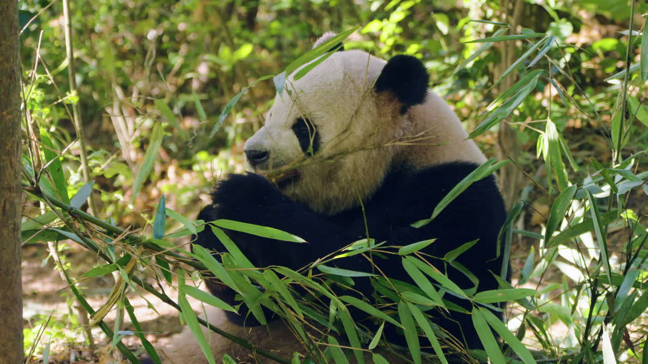 Panda velká (Ailuropoda Melanoleuca) v přirozeném prostředí, pojídající bambusové listy. - Detailní záběr.