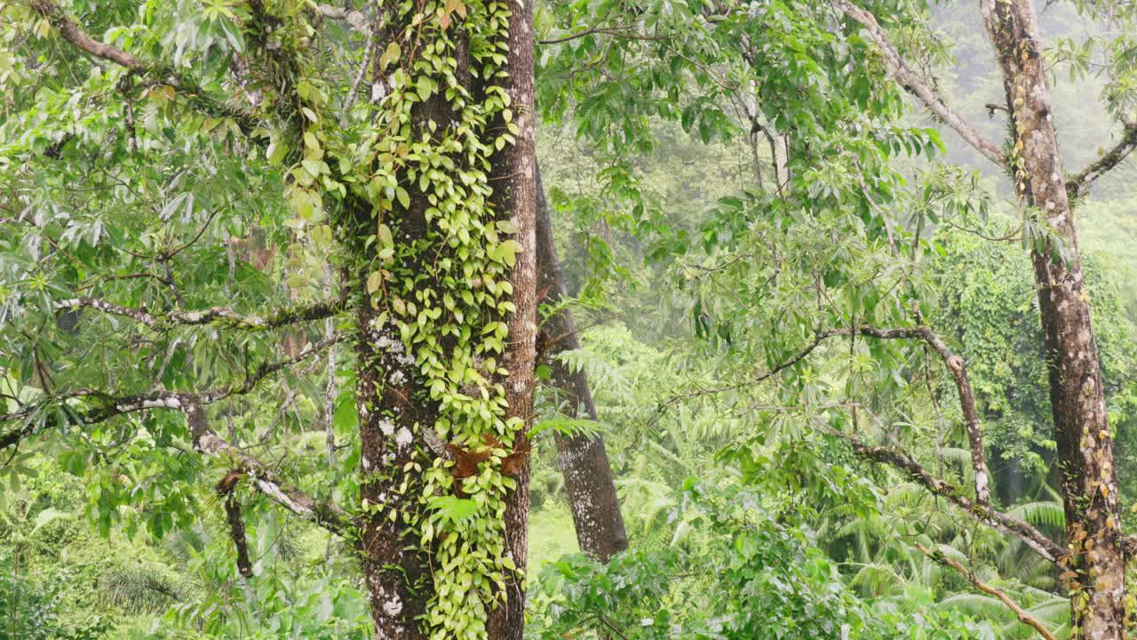 비가 오는 동안 말레이시아 랑카위 정글의 나무와 나뭇잎