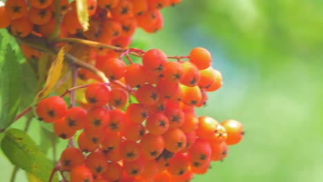 Rowan-berries-on-a-green-branch-at-sunny-summer-day,-close-up-shot