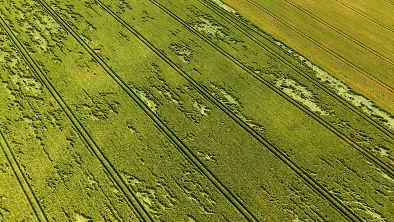 Aerial of dense green grain rows with clear curved tractor paths across the field