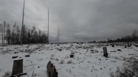 pan en un bosque invernal de turingia en condiciones devastadoras con muchos árboles muertos
