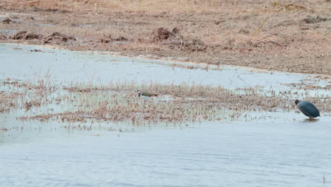 Eurasian-coot-in-shallow-water-near-dry-shore,-grooming-its-feathers