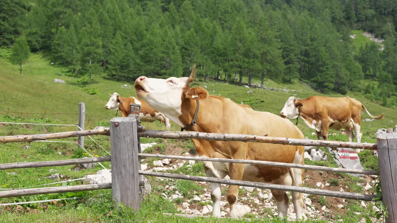 Mugolio di una mucca nelle Alpi austriache