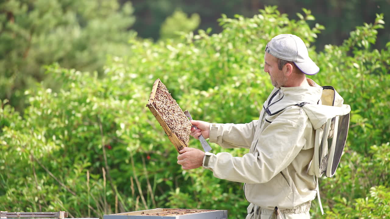Caucasian male apiarist watching intently at the honey frame. Man turning in hands a frame coated heavily with bees. Green trees at backdrop.