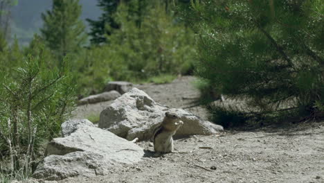 Handheld-video-of-Chipmunk-eating-in-its-natural-habitat