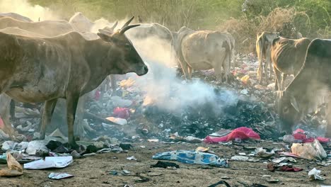 cows eating garbage near a pile of plastic burning at the dumping yard in india