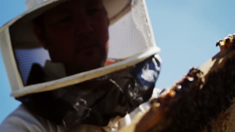 beekeeper examining hive frame